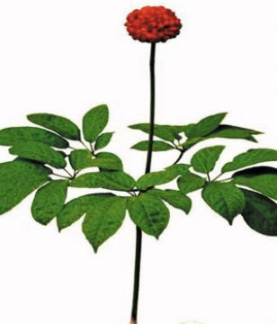 Radix Notoginseng P.E. 